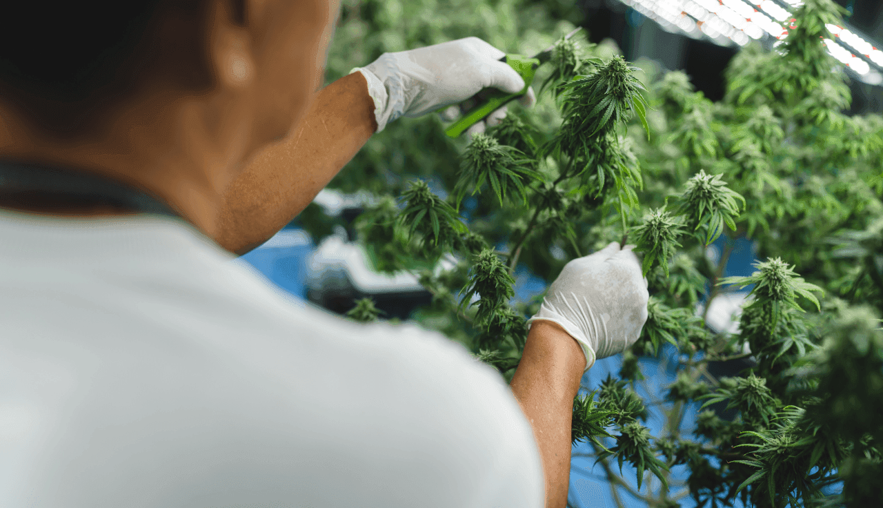 Getrocknete CannabisblĂĽten im Labor